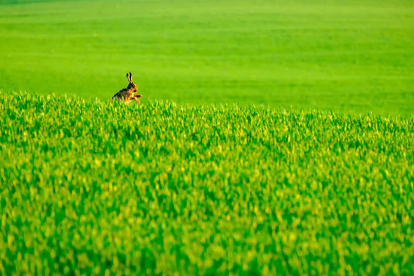 Liebre silvestre en el campo verde —  Fotos de Stock