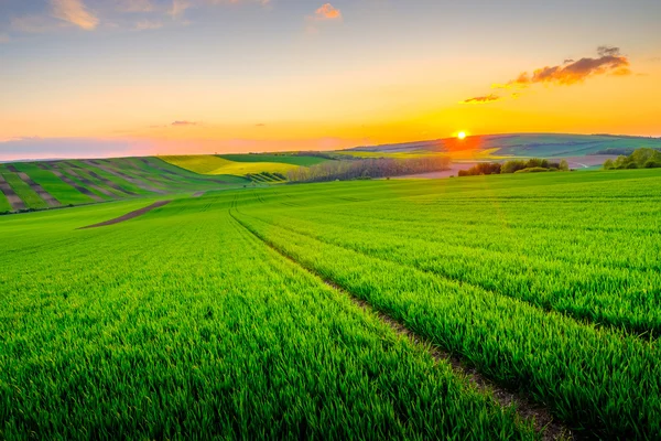 Campo verde no belo pôr-do-sol na Morávia do Sul — Fotografia de Stock