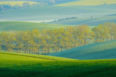 Ağaçlar South Moravia'deki / daki yeşil dalgalı tepeler üzerinde