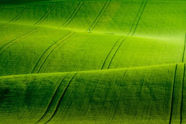 South Moravia'deki / daki yeşil dalgalı tepeler