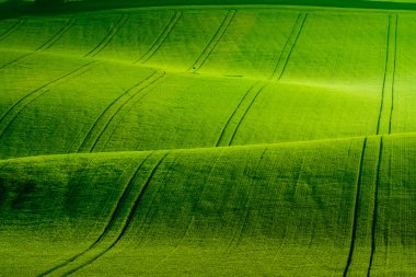 South Moravia'deki / daki yeşil dalgalı tepeler