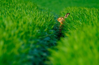 Yeşil bir alanda yabani tavşan