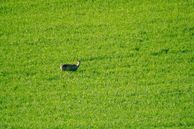 Geyikler alanında otlatmak