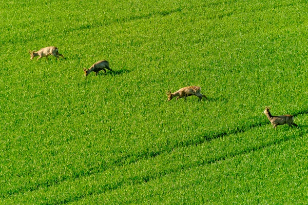 I cervi pascolano nel campo — Foto Stock