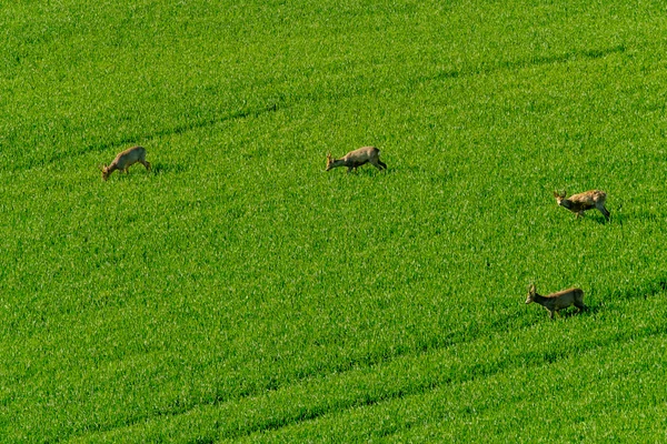 I cervi pascolano nel campo — Foto Stock