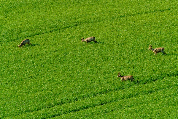 I cervi pascolano nel campo — Foto Stock