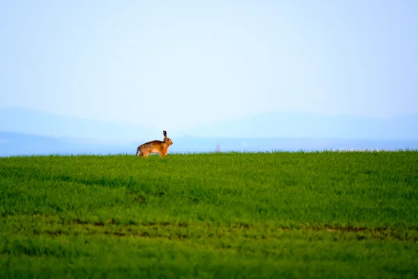 Дикий зайчик в зеленому полі — стокове фото