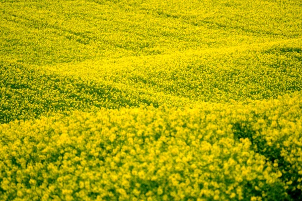 Žlutá znásilnění hills v Jižní Morava — Stock fotografie