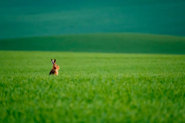 Divoký zajíc v zelené oblasti — Stock fotografie