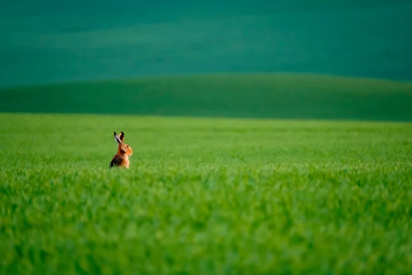 Liebre silvestre en un campo verde —  Fotos de Stock