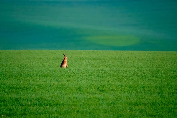 Lebre selvagem em um campo verde — Fotografia de Stock