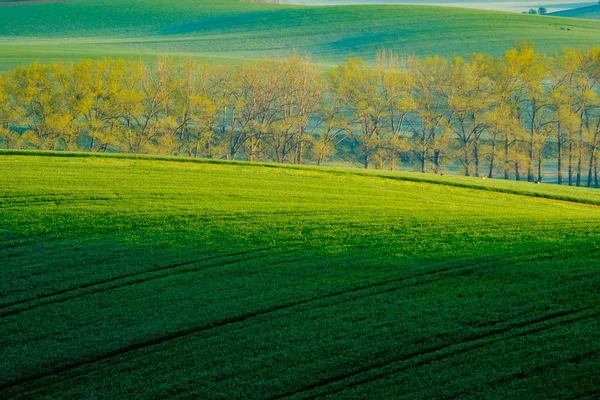 Árboles en verdes colinas onduladas en Moravia del Sur — Foto de Stock
