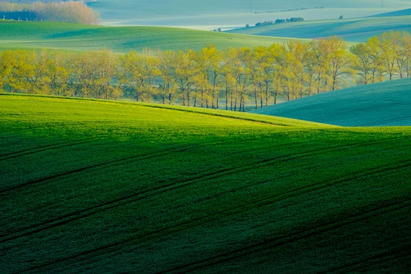 Arbres sur collines ondulées verdoyantes en Moravie du Sud — Photo