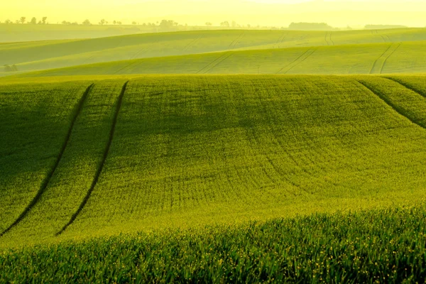 Collines ondulées vertes en Moravie du Sud — Photo