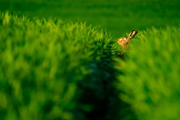 Wilde Haas in een groene veld — Stockfoto