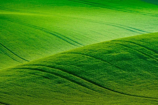 Verdi colline ondulate nella Moravia meridionale — Foto Stock