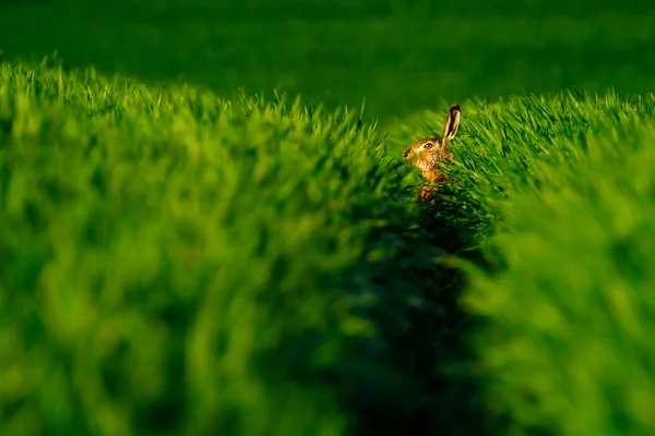 Wild hare in a green field — Stock Photo, Image