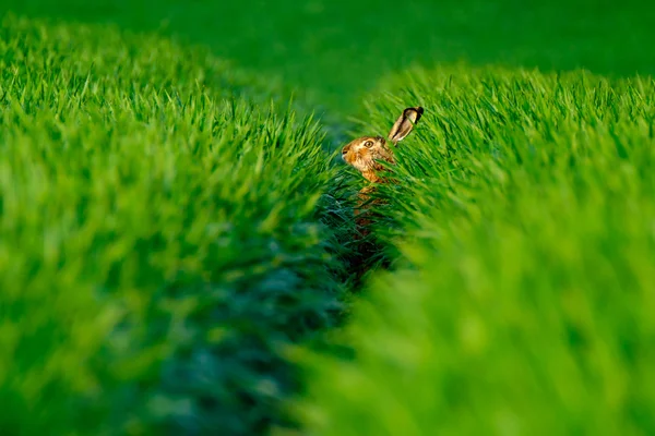 Gonić króliczka na zielonym tle — Zdjęcie stockowe