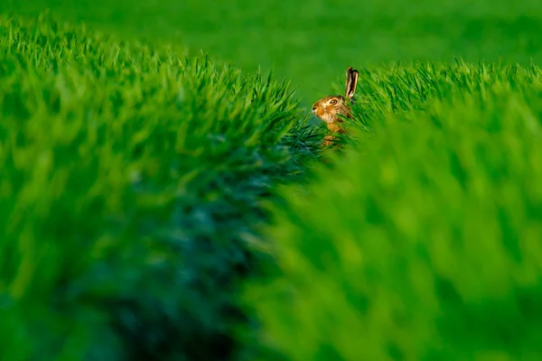 Liebre silvestre en un campo verde —  Fotos de Stock
