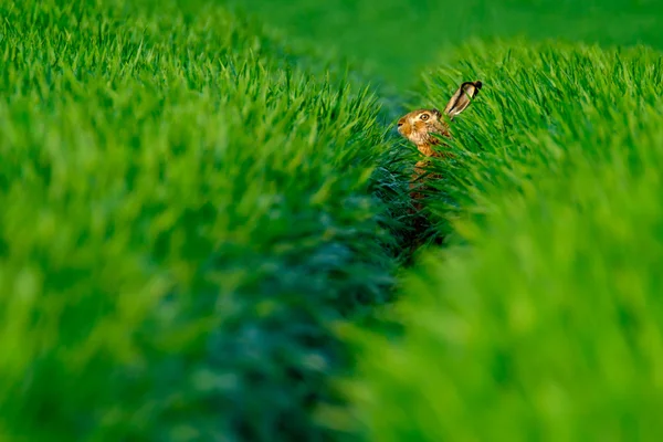 Дикий зайчик в зеленому полі — стокове фото