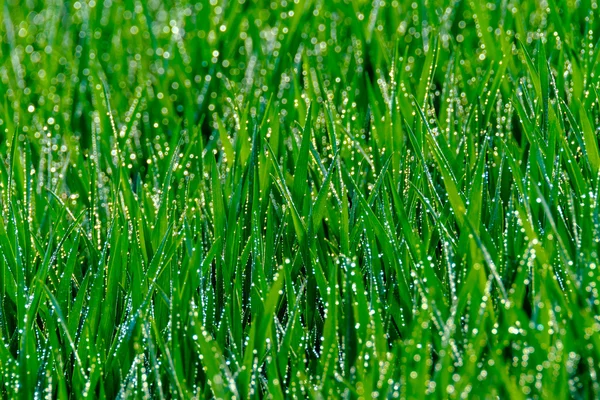 Herbe avec gouttes de rosée — Photo