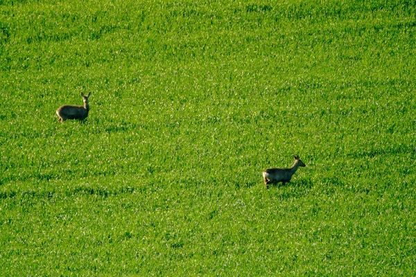 Les cerfs broutent sur le terrain — Photo