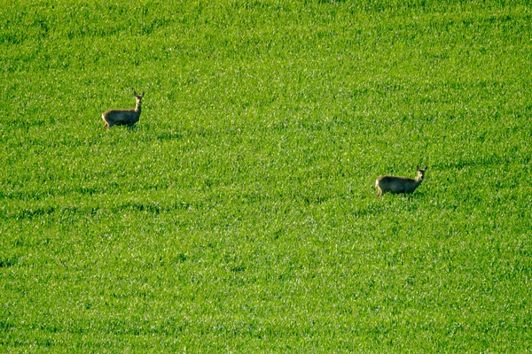 Ciervos pastan en el campo —  Fotos de Stock