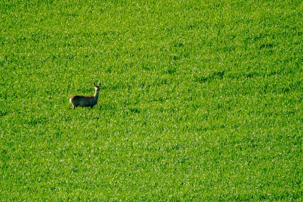 Rehe grasen auf dem Feld — Stockfoto