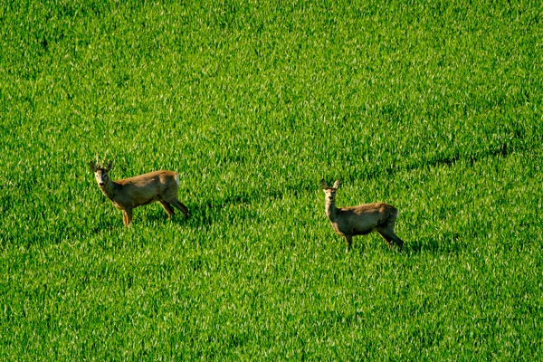 Ciervos pastan en el campo — Foto de Stock