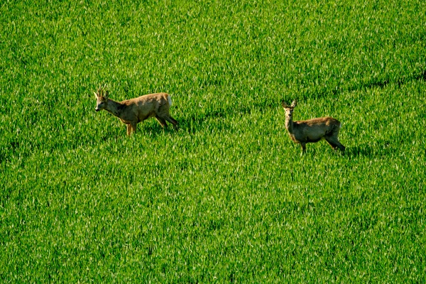 Rehe grasen auf dem Feld — Stockfoto