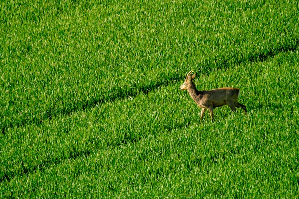 Ciervos pastan en el campo — Foto de Stock