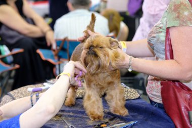 Damat belgili tanımlık köpek göstermek için hazırlar