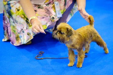 Sergi halkada köpeğe