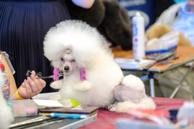 Damat belgili tanımlık köpek göstermek için hazırlar