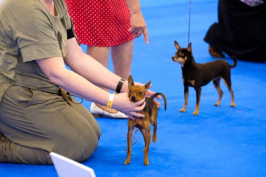 Sergi halkada köpeğe