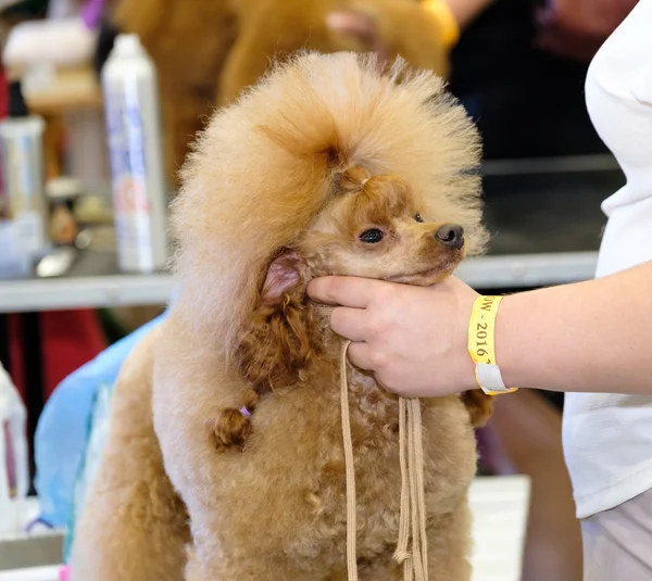 Groomer は、ショーに犬を準備します。 — ストック写真