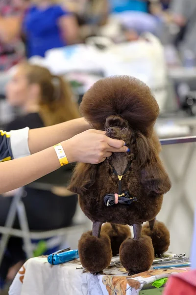 El peluquero prepara al perro para el espectáculo — Foto de Stock