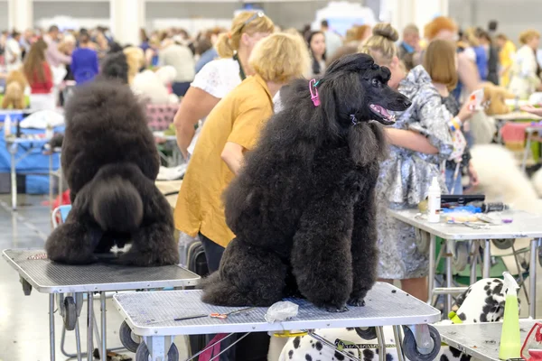 Groomer förbereder hunden till showen — Stockfoto