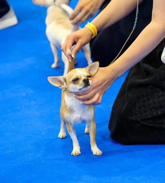 Sergi halkada köpeğe — Stok fotoğraf