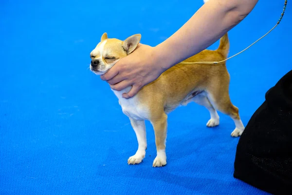 Cão no ringue na exposição — Fotografia de Stock