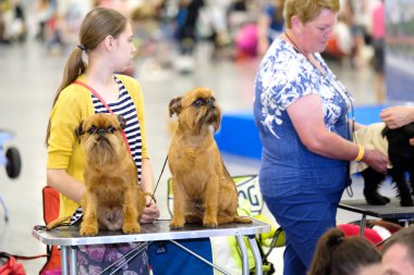Damat köpek göstermek için hazırlar