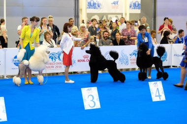 Katılımcılar içinde belgili tanımlık çalmak dünya köpek Show