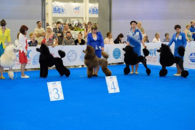 Katılımcılar içinde belgili tanımlık çalmak dünya köpek Show