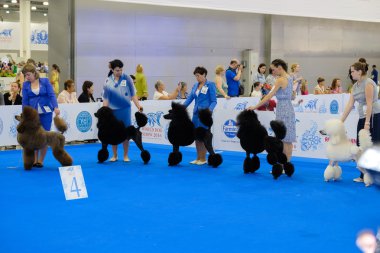 Katılımcılar içinde belgili tanımlık çalmak dünya köpek Show