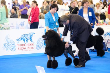 Yargıç muayene köpek dünya köpek Show
