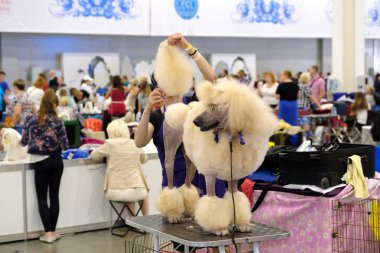 Damat köpek göstermek için hazırlar