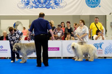 Yargıç muayene köpek dünya köpek Show