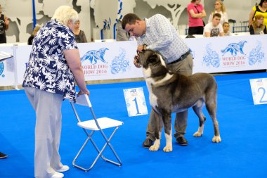 Yargıç muayene köpek dünya köpek Show