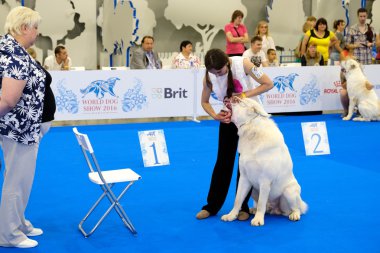 Yargıç muayene köpek dünya köpek Show
