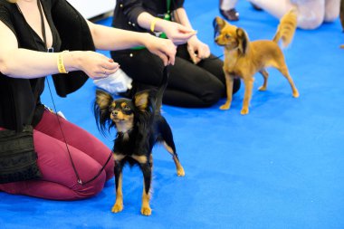 Katılımcılar içinde belgili tanımlık çalmak dünya köpek Show